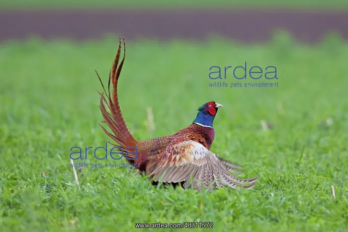 : 80200101 Common / Ring-necked Pheasant - displaying : 80200101 Common / Ring-necked Pheasant - displaying