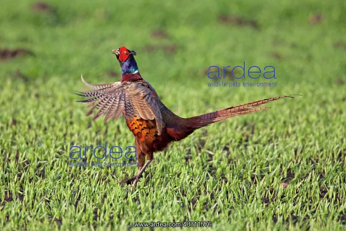 : 80200102 Common / Ring-necked Pheasant - displaying : 80200102 Common / Ring-necked Pheasant - displaying