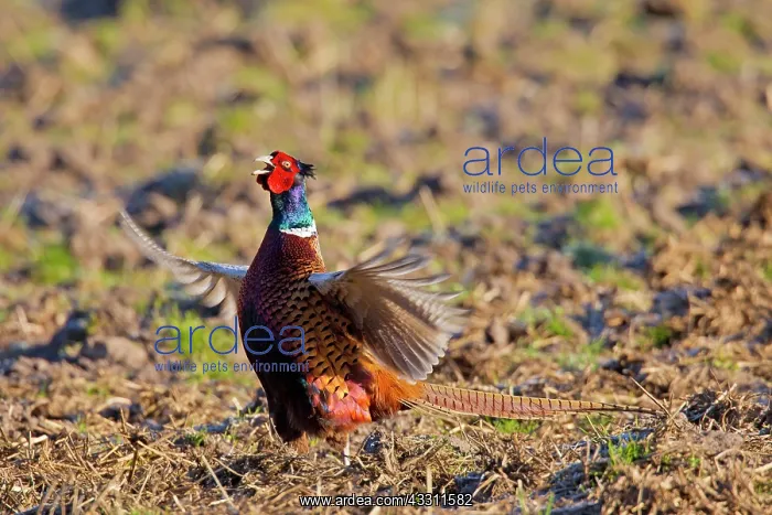 : 80200103 Common / Ring-necked Pheasant - displaying : 80200103 Common / Ring-necked Pheasant - displaying