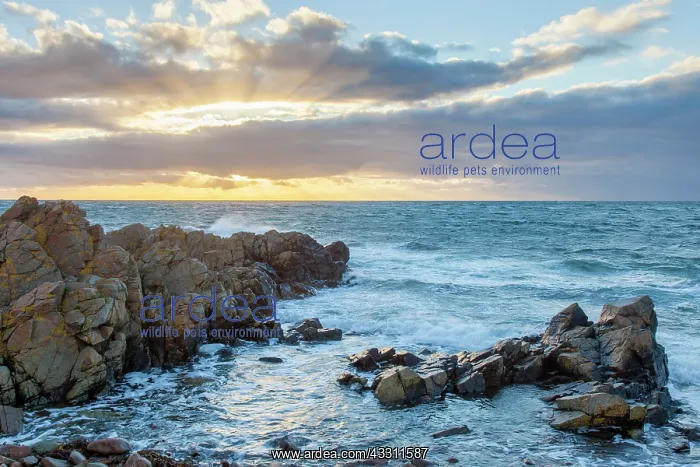 : 80200104 Seascape - rocks at the coast Hovs Hallar : 80200104 Seascape - rocks at the coast Hovs Hallar