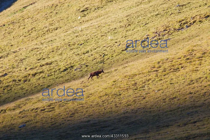 : 80200105 Red Deer - stag during rutting season The : 80200105 Red Deer - stag during rutting season The