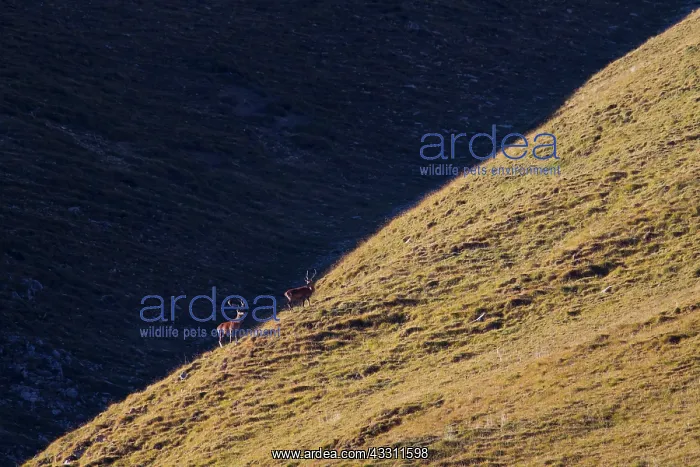 : 80200106 Red Deer - stag during rutting season The : 80200106 Red Deer - stag during rutting season The