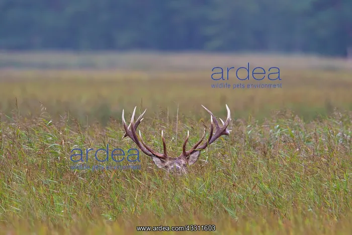 : 80200107 Red Deer - stag in Reed Grass during ruting : 80200107 Red Deer - stag in Reed Grass during ruting