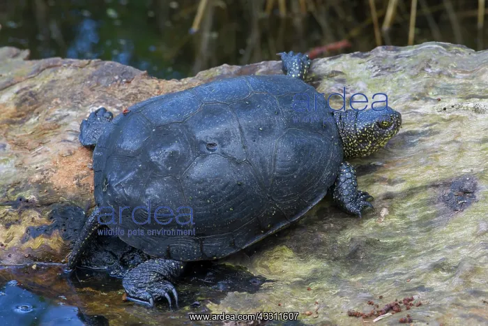 : 80200108 European Pond Turtle - adult resting on : 80200108 European Pond Turtle - adult resting on