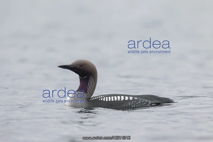 : 80200109 Black-throated Diver  /  Arctic Loon - adult