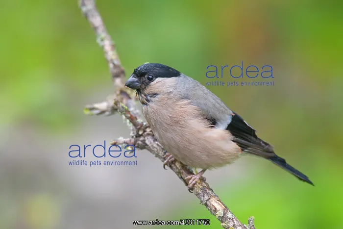 : 80200111 Eurasian Bullfinch - female perched on : 80200111 Eurasian Bullfinch - female perched on