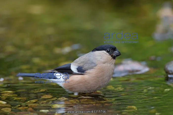 : 80200112 Eurasian Bullfinch - bathing female Germany : 80200112 Eurasian Bullfinch - bathing female Germany