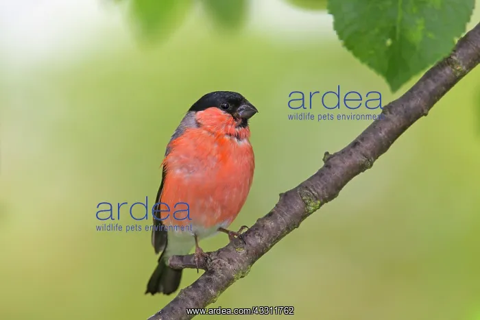 : 80200113 Eurasian Bullfinch - male perched on twig : 80200113 Eurasian Bullfinch - male perched on twig
