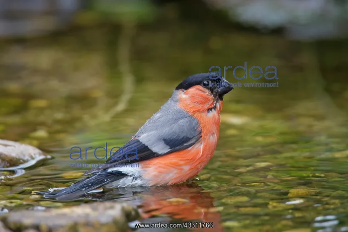 : 80200114 Eurasian Bullfinch - bathing male Germany : 80200114 Eurasian Bullfinch - bathing male Germany