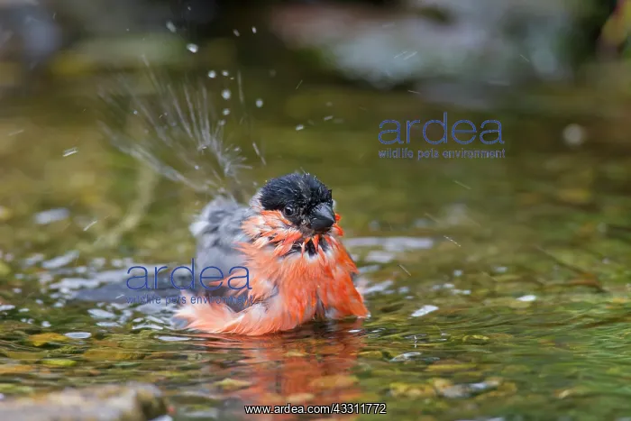: 80200115 Eurasian Bullfinch - bathing male Germany : 80200115 Eurasian Bullfinch - bathing male Germany