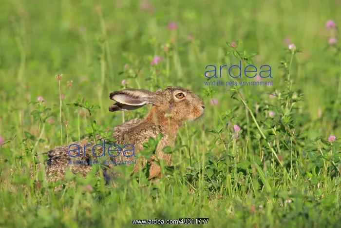 : 80200116 European Brown Hare - adult Sweden Lepus : 80200116 European Brown Hare - adult Sweden Lepus