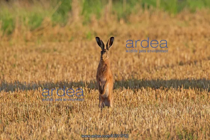 : 80200117 European Brown Hare - adult standing on : 80200117 European Brown Hare - adult standing on
