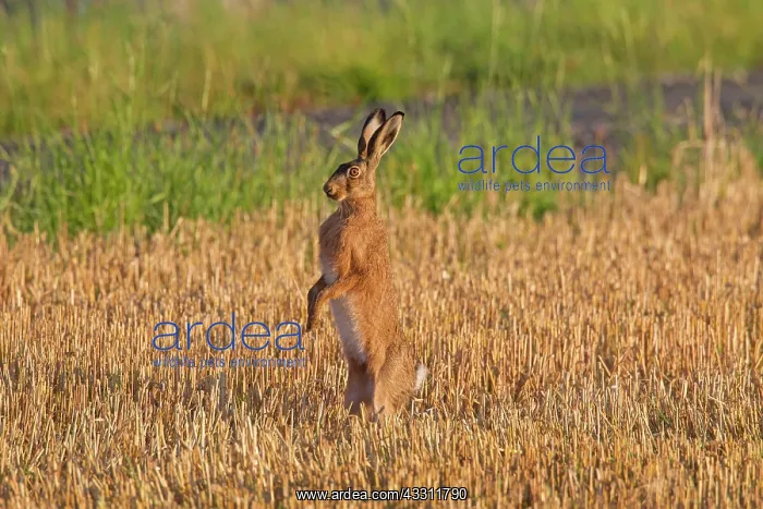 : 80200118 European Brown Hare - adult standing on : 80200118 European Brown Hare - adult standing on