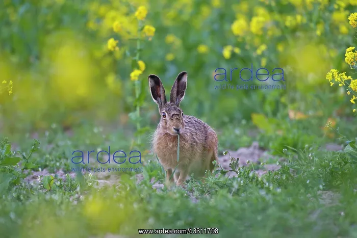 : 80200119 European Brown Hare - in flowering rape : 80200119 European Brown Hare - in flowering rape