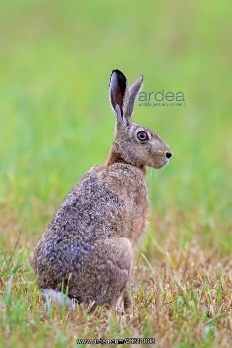 : 80200120 European Brown Hare - adult Sweden Lepus : 80200120 European Brown Hare - adult Sweden Lepus