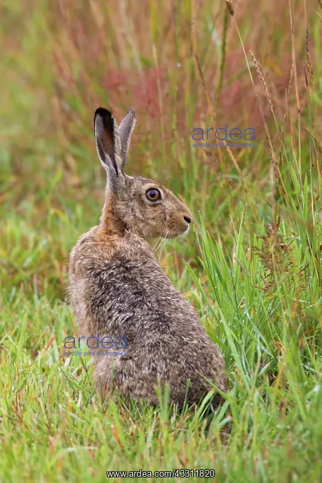 : 80200121 European Brown Hare - adult Sweden Lepus : 80200121 European Brown Hare - adult Sweden Lepus