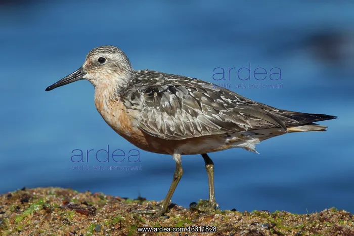: 80200122 Knot - adult in late summer plumage Sweden : 80200122 Knot - adult in late summer plumage Sweden