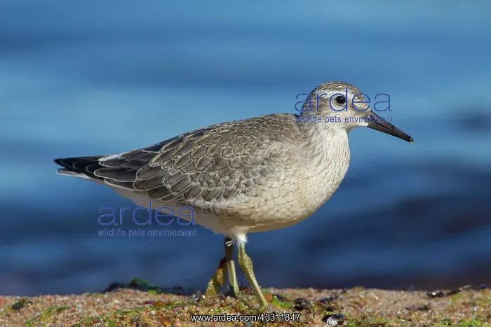  : 80200124 Knot - juvenile in autumn Sweden Calidris