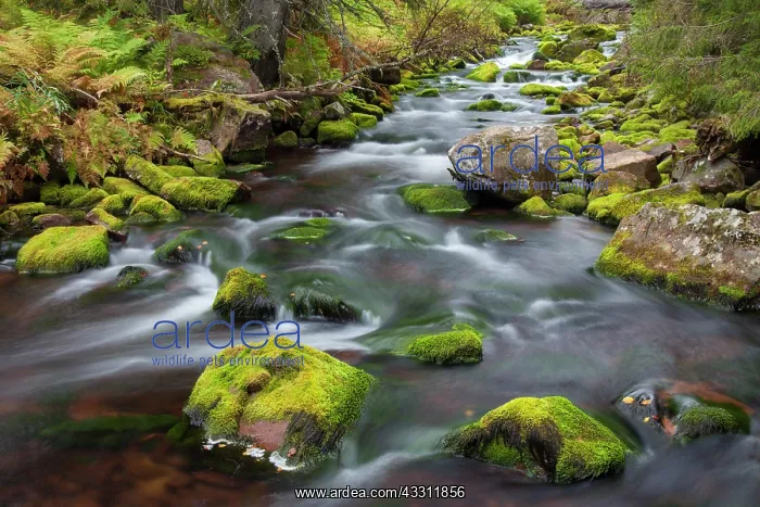 : 80200125 Stream Njupan - in autumn Fulufjaellet : 80200125 Stream Njupan - in autumn Fulufjaellet