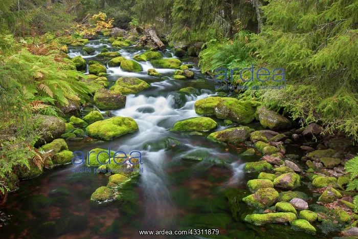 : 80200127 Stream Njupan - in autumn Fulufjaellet : 80200127 Stream Njupan - in autumn Fulufjaellet