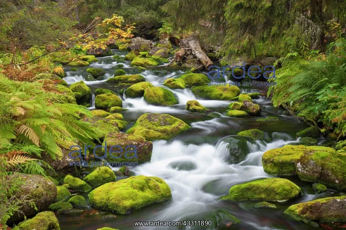  : 80200128 Stream Njupan - in autumn Fulufjaellet