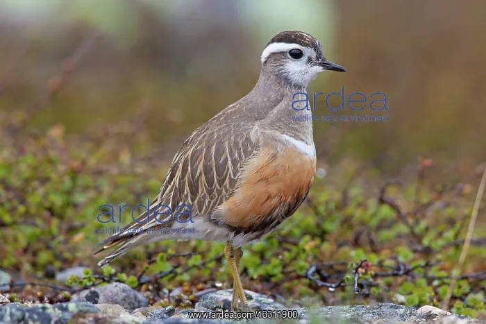 : 80200129 Eurasian Dotterel - adult male Sweden Charadrius : 80200129 Eurasian Dotterel - adult male Sweden Charadrius