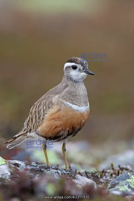 : 80200130 Eurasian Dotterel - adult male Sweden Charadrius : 80200130 Eurasian Dotterel - adult male Sweden Charadrius