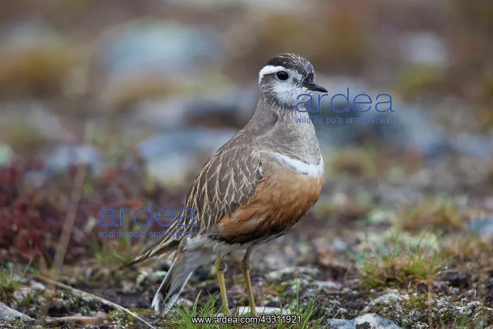 : 80200131 Eurasian Dotterel - adult male Sweden Charadrius : 80200131 Eurasian Dotterel - adult male Sweden Charadrius