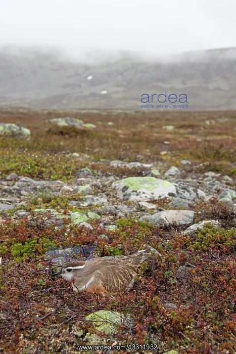 : 80200132 Eurasian Dotterel - incubating male Sweden : 80200132 Eurasian Dotterel - incubating male Sweden