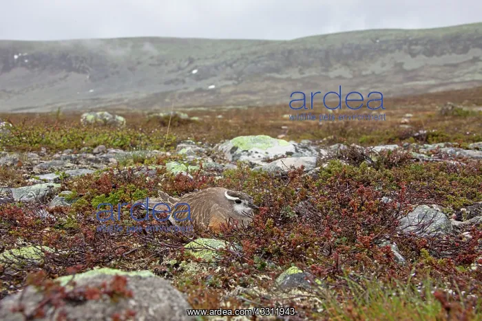 : 80200133 Eurasian Dotterel - incubating male Sweden : 80200133 Eurasian Dotterel - incubating male Sweden