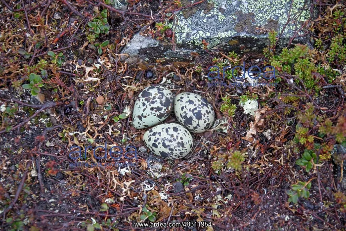 : 80200134 Eurasian Dotterel - clutch of eggs at nest : 80200134 Eurasian Dotterel - clutch of eggs at nest