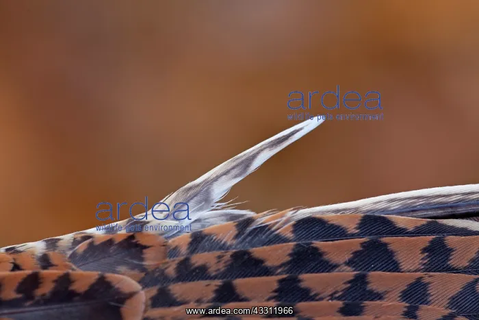 : 80200135 Woodcock - pin feather Germany Scolopax : 80200135 Woodcock - pin feather Germany Scolopax