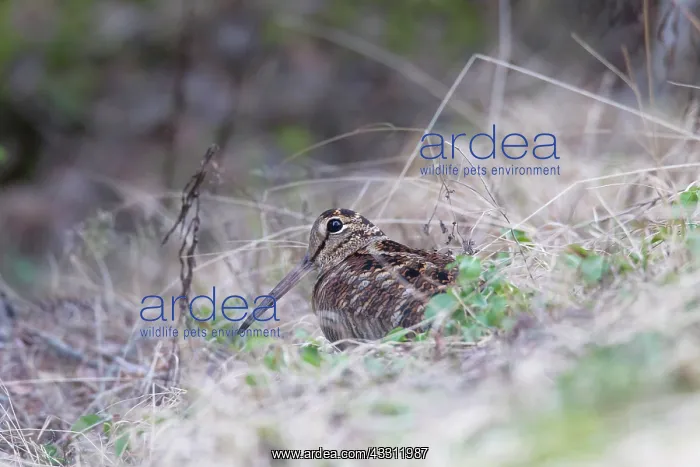  : 80200137 Woodcock - adult Sweden Scolopax rusticola
