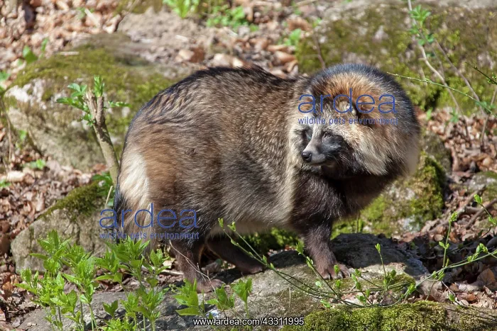 : 80200138 Racoon Dog - adult in forest Sweden Nyctereutes : 80200138 Racoon Dog - adult in forest Sweden Nyctereutes
