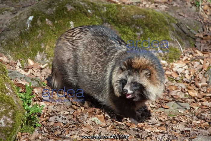 : 80200139 Racoon Dog - adult in forest Sweden Nyctereutes : 80200139 Racoon Dog - adult in forest Sweden Nyctereutes