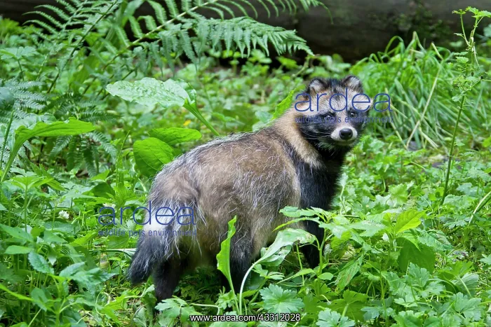 : 80200141 Racoon Dog - adult in forest Sweden Nyctereutes : 80200141 Racoon Dog - adult in forest Sweden Nyctereutes