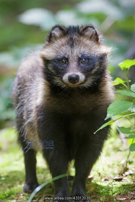 : 80200142 Racoon Dog - adult in forest Sweden Nyctereutes : 80200142 Racoon Dog - adult in forest Sweden Nyctereutes
