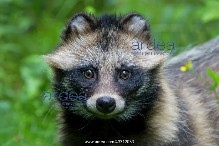 : 80200143 Racoon Dog - portrait Sweden Nyctereutes : 80200143 Racoon Dog - portrait Sweden Nyctereutes