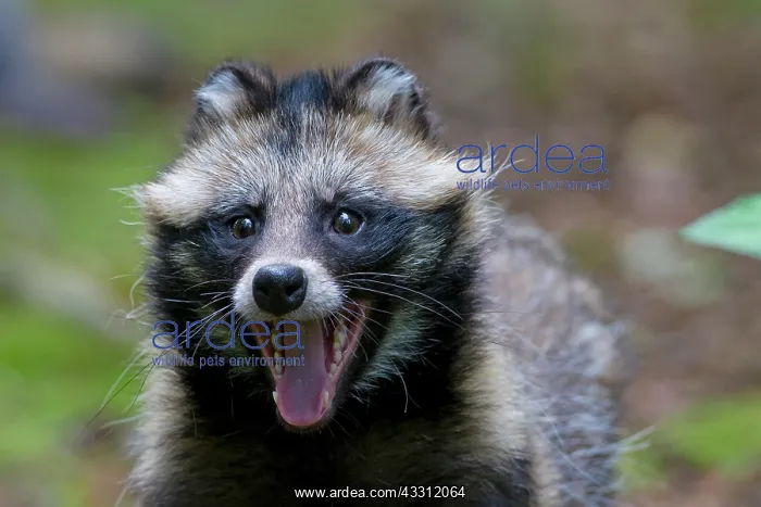 : 80200144 Racoon Dog - portrait Sweden Nyctereutes : 80200144 Racoon Dog - portrait Sweden Nyctereutes