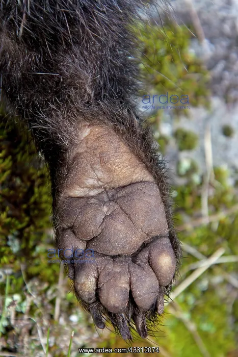 : 80200145 European Badger - paw Sweden Meles meles : 80200145 European Badger - paw Sweden Meles meles