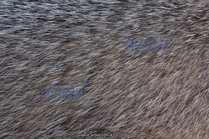 : 80200146 European Badger - fur Sweden Meles meles : 80200146 European Badger - fur Sweden Meles meles