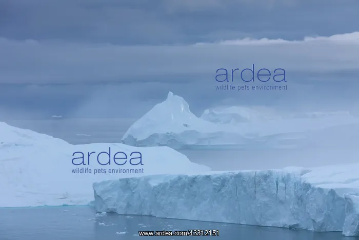: 80200151 Icebergs - in fog Ilulissat Icefjord, Greenland : 80200151 Icebergs - in fog Ilulissat Icefjord, Greenland