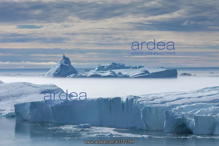 : 80200154 Icebergs - in fog Ilulissat Icefjord, Greenland : 80200154 Icebergs - in fog Ilulissat Icefjord, Greenland