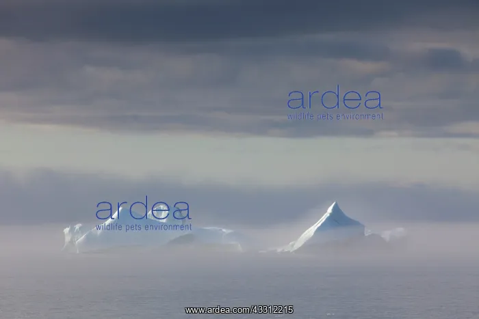 : 80200157 Icebergs - in fog Ilulissat Icefjord, Greenland : 80200157 Icebergs - in fog Ilulissat Icefjord, Greenland