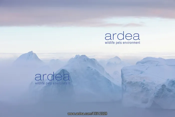 : 80200158 Icebergs - in fog Ilulissat Icefjord, Greenland : 80200158 Icebergs - in fog Ilulissat Icefjord, Greenland