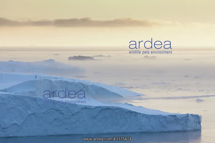 : 80200159 Icebergs - in fog Ilulissat Icefjord, Greenland : 80200159 Icebergs - in fog Ilulissat Icefjord, Greenland