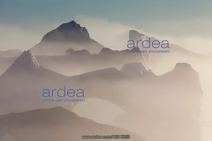 : 80200161 Icebergs - in fog Ilulissat Icefjord, Greenland : 80200161 Icebergs - in fog Ilulissat Icefjord, Greenland