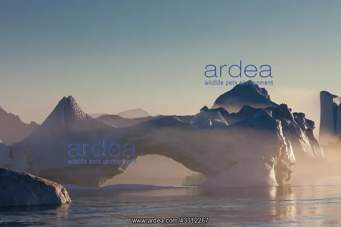 : 80200162 Icebergs - in fog Ilulissat Icefjord, Greenland : 80200162 Icebergs - in fog Ilulissat Icefjord, Greenland