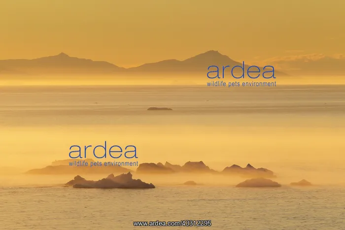 : 80200164 Icebergs - at sunset Ilulissat Icefjord : 80200164 Icebergs - at sunset Ilulissat Icefjord
