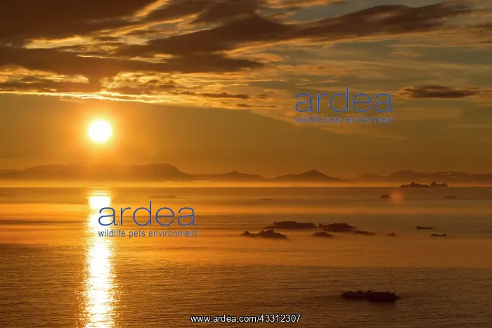 : 80200165 Icebergs - at sunset Ilulissat Icefjord : 80200165 Icebergs - at sunset Ilulissat Icefjord